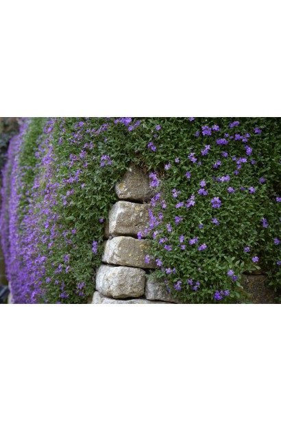 Обрієта Purple Cascade на кам’яній стіні